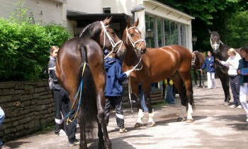 Estragon und Champ